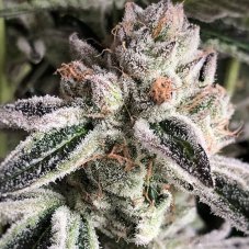 Ethos Genetics Crescendo Rbx1 feminizované semená