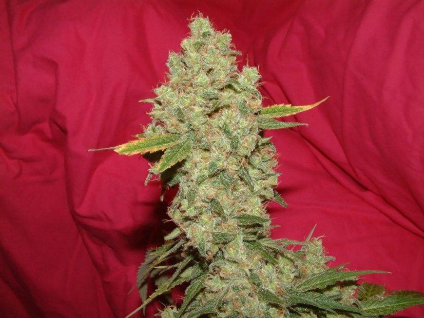 Silver Haze - semínka 10 ks standardizovaná Sensi Seeds