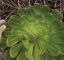 Aeonium ciliatum (Pflanze: Aeonium ciliatum) Samen