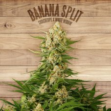The Plant Organic Seeds Banana Split feminizované semená