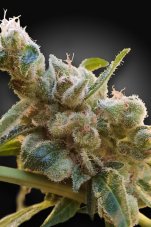 CBDrelax - 10ks feminizovaná semienka Paradise Seeds