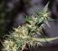Mango Haze - Standardized Seeds 18 pcs Mr. Nice