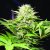 Wappa - 3 ks feminizované semená Paradise Seeds