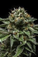 Ripper Seeds Chempie Feminized Seeds
