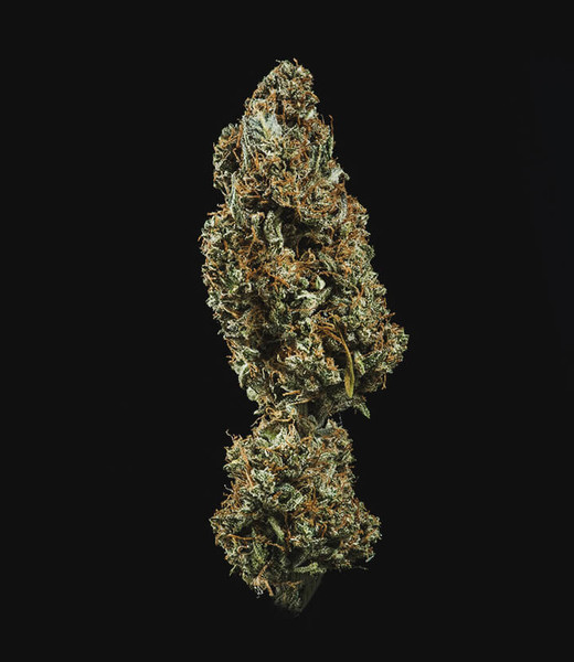Auto Banana OG Kush - samonakvétacie semená 5 ks Cannapio