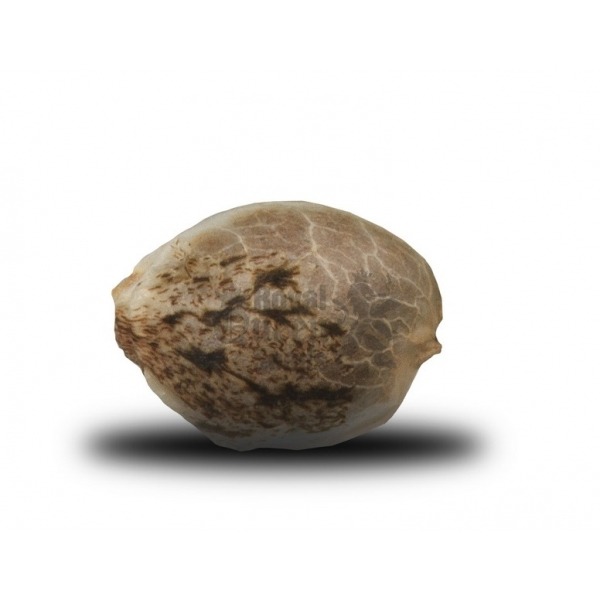 Special Queen n.1 - 5 ks feminizované semena Royal Queen Seeds