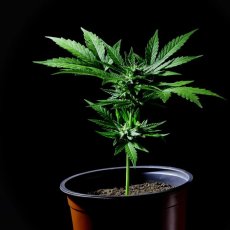 Amnesia Lemon - feminized seeds 3pcs, Silent Seeds