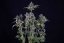 Zkittlez Auto - autoflowering cannabis seeds 3 pcs, Seedsman