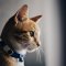 How is CBD Beneficial for Your Pets? - Part 2: CATS, Dosage, Topic Summary