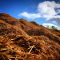 MULCH AND HEMP: DOES IT CONTRIBUTE TO BETTER GROWTH?
