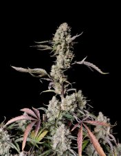 Gorilla Zkittlez Auto - autoflowering Marihuana Samen 10 Stück Fast Buds