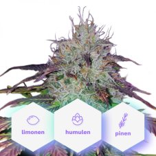CBD Blueberry (1:16) - feminizované semienka 3 ks Cannapio