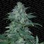 Magic Bud 3 ks, feminizované semená Paradise Seeds
