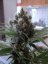 OG Kush - feminizovaná semienka 5ks Humboldt