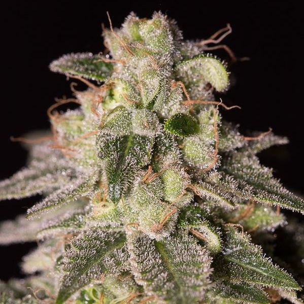 Shark Shock CBD - feminizované semienka 5ks Dinafem