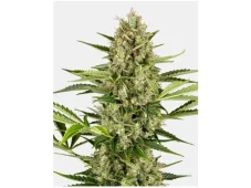 Jack Herer Feminizowane Nasiona - 1