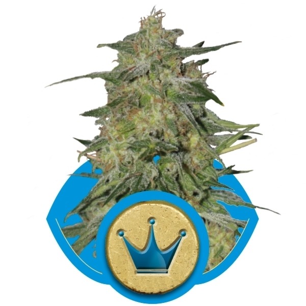 Royal Highness - feminizované semienka 10ks Royal Queen Seeds