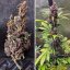 Auto Forbidden Cherry - autoflowering semená 7ks, Dutch Passion