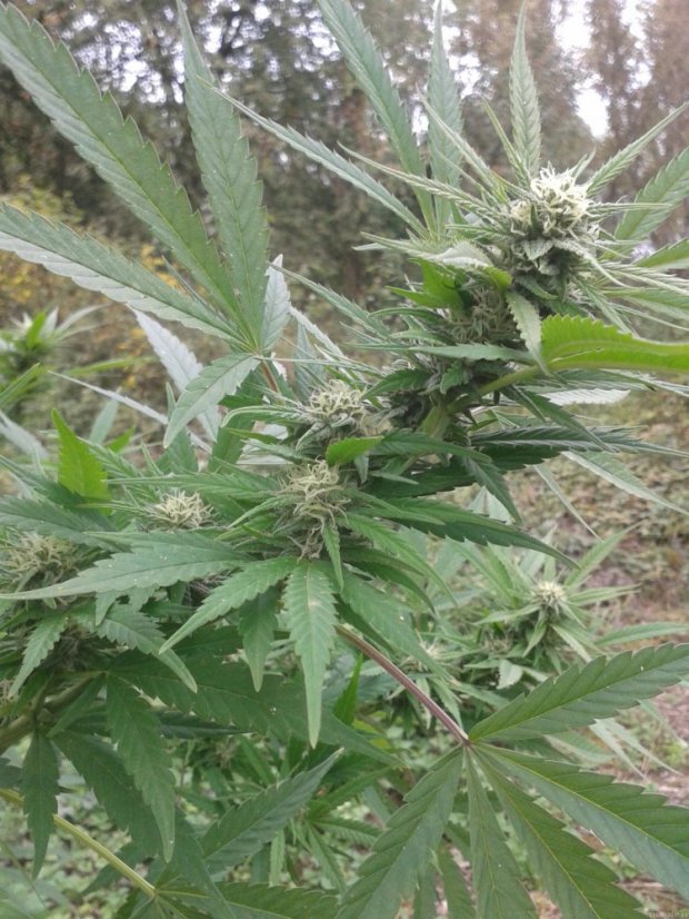 High Level - 6ks feminizovaná semená Eva Seeds