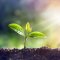 What other plants produce cannabinoids?