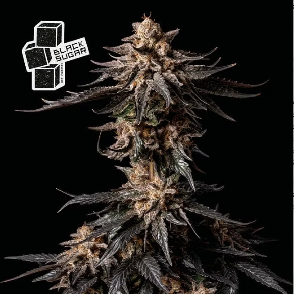 Black Sugar - feminizovaná semena marihuany 5ks, Seedsman