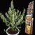 Magnum - semi femminizzati e autofiorenti 10 pezzi Buddha Seeds
