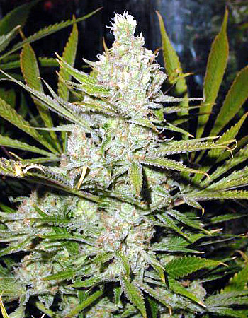Super Silver Haze 5 ks (Indoor), štandardizované semená Green House Seeds
