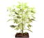 StarRyder autoflowering semínka 3ks Dutch Passion