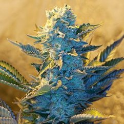 White Widow - feminized marijuana seeds, 5pcs G13 Labs