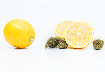 Limonene: Effetti e Proprietà del Terpene della Cannabis