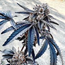 Exotic Genetix Splitz nasiona feminizowane