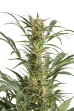 Amnesia XXL Auto - Sementi Femminizzati Autofiorienti 10pz Dinafem