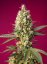 Skywalker OG Runtz XL Auto - feminisierte Samen 5 Stck Sweet Seeds