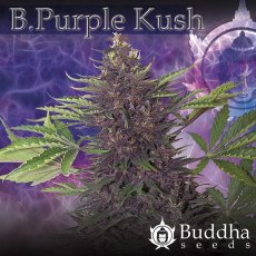 Purple Kush - feminizovaná a samonakvétací semínka 10 ks Buddha Seeds