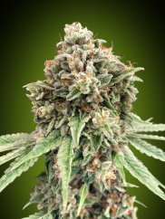 Sweet Critical Fast version - feminized marijuana seeds, 3pcs 00 Seeds