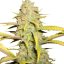 O.G. Kush - feminisierte Samen 3 Stück Royal Queen Seeds