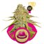 O.G. Kush - feminisierte Samen 3 Stück Royal Queen Seeds