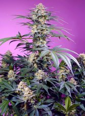 Sweet Seeds Monster Maker Feminized Seeds