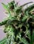 PolarLight  3®- autoflowering semienka 7ks Dutch Passion