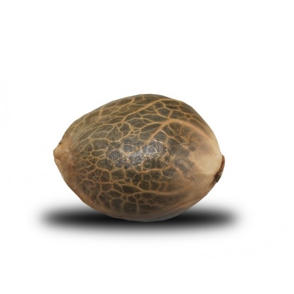 Blue Mystic - semințe feminizate 5 buc Royal Queen Seeds