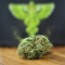 Medical cannabis with high CBD content