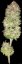 Super Skunk - Nasiona 10 szt. Standardowych Sensi Seeds