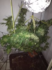 Early Skunk - reguläre Samen 10 Stück Sensi Seeds