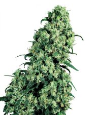 Skunk n.1 - semínka 10 ks standardizovaná Sensi Seeds