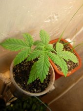 G13 x Haze 18 ks štandardizovaná semienka Mr. Nice