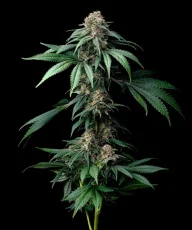 Mendo Breath Feminizovaná Semínka - 1