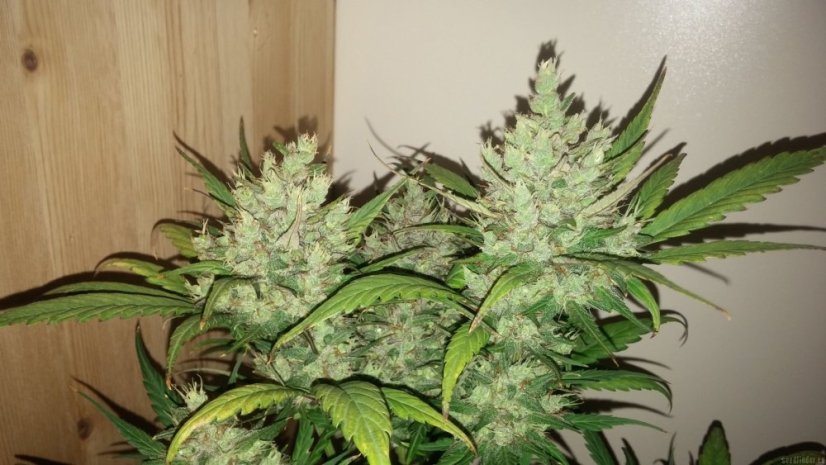 Dark Devil Auto - feminizované a autoflowering semienka 5ks Sweet Seeds