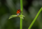 Hemp Stalks: How to Use Them?