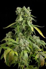Blue Cheese Automatic - fem. a autoflowering semienka 10ks Dinafem