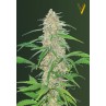 Victory Seeds AK-77V feminisierte Samen